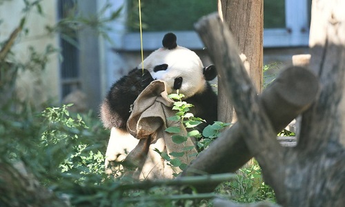 Giant-Panda-Beijing